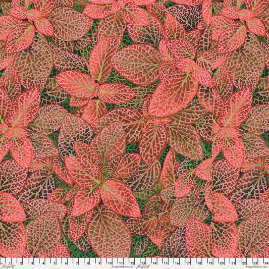 Fittonia - PWPJ129.Red || August 2024